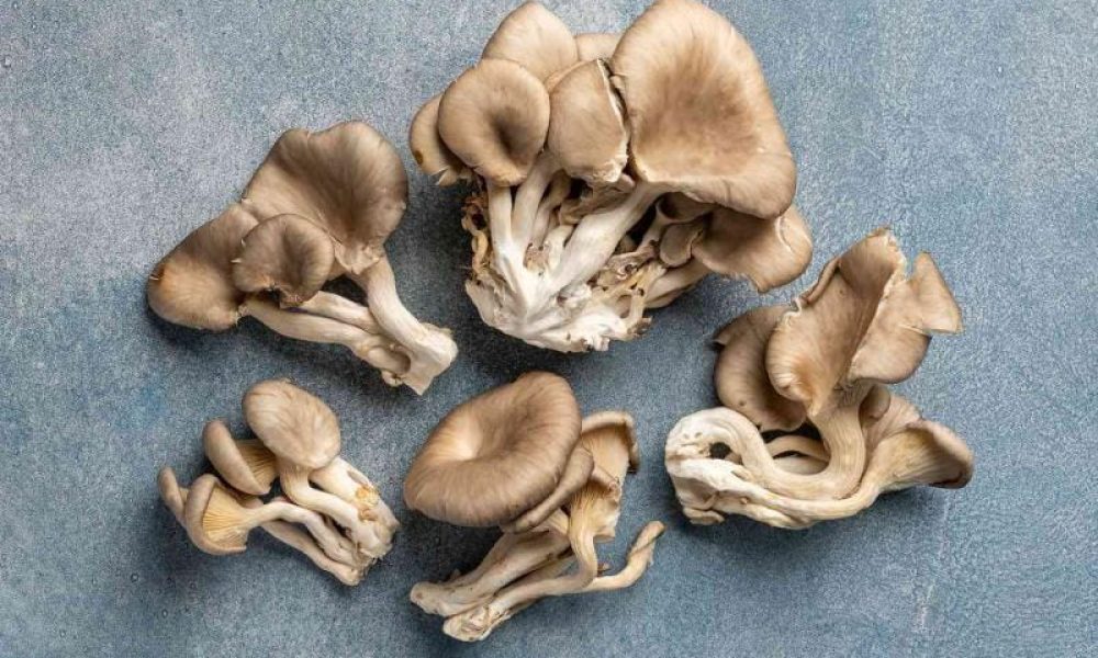 Oyster Mushroom Market