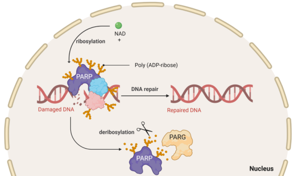 PARP Inhibitor Biomarkers Market