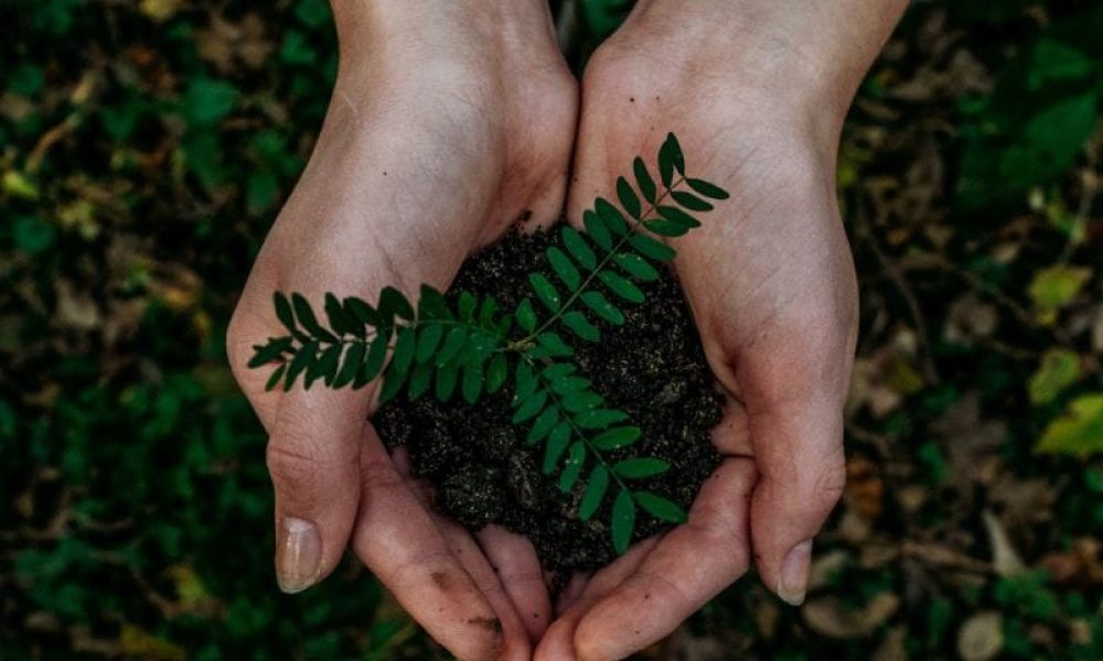 hands holding a small mound of dirt with a sapling growing in it