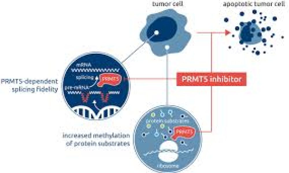 PRMT 5 Inhibitors