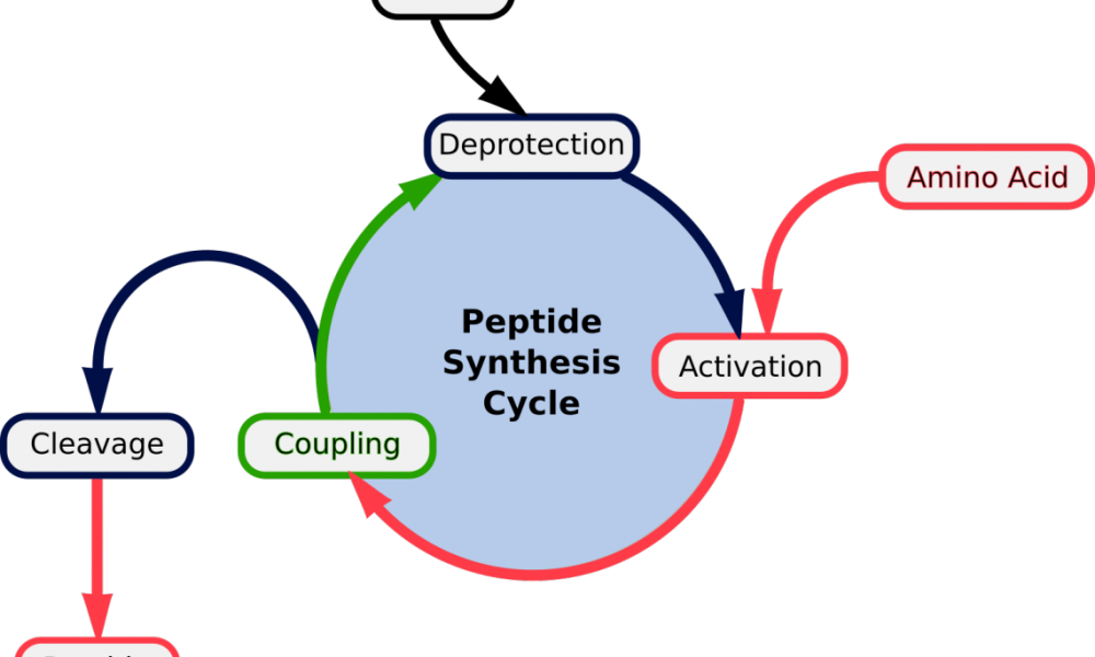 Peptide Synthesis
