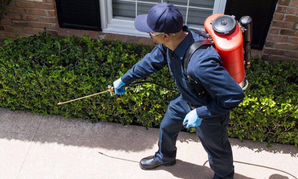 Pest Control Solutions