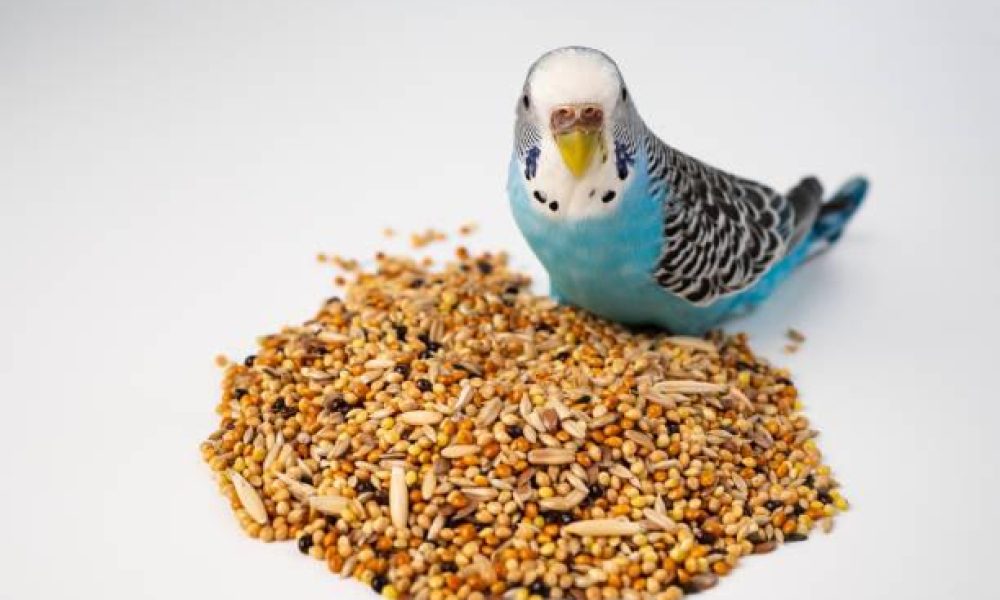 Pet Bird Food Market