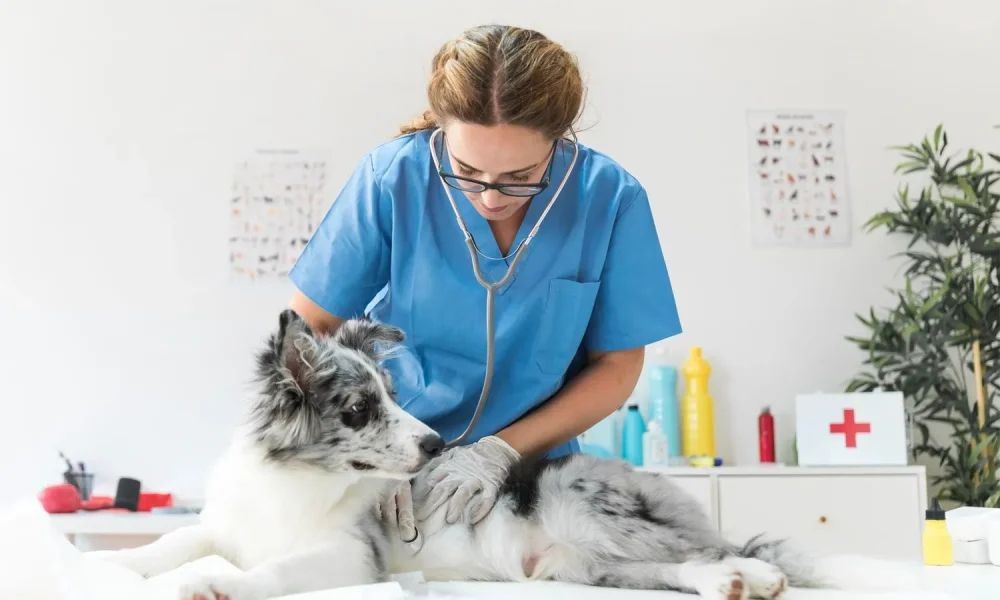 Pet Care Service Market