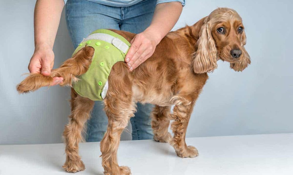Pet Diaper Market