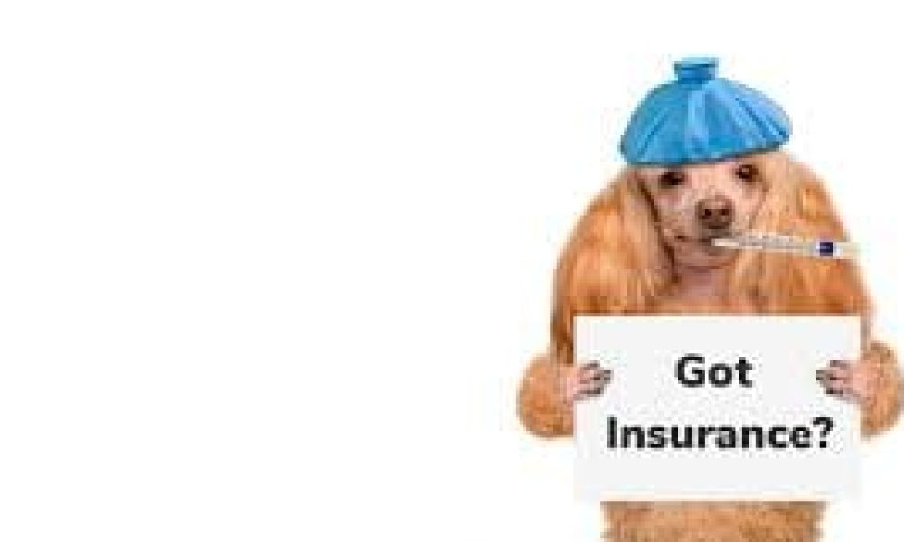 Pet Dog Insurance Market