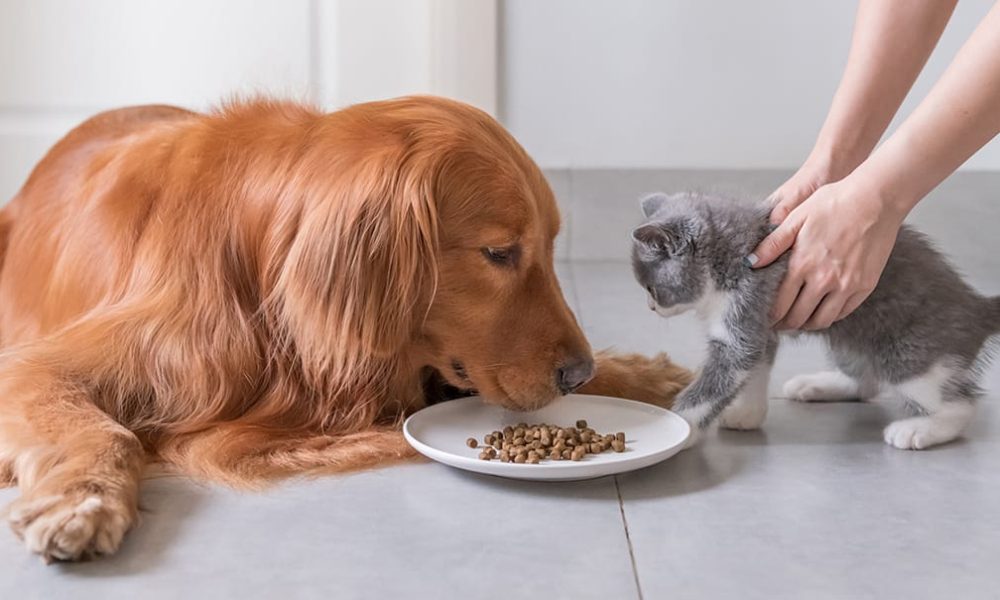 Pet Food Palatants Market