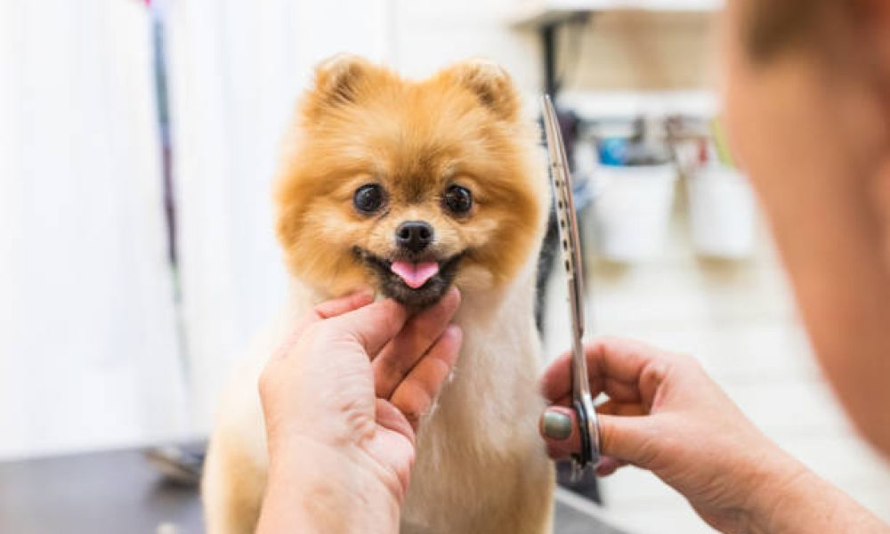 Pet Grooming Services