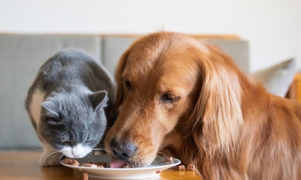 Pet Nutrition Market