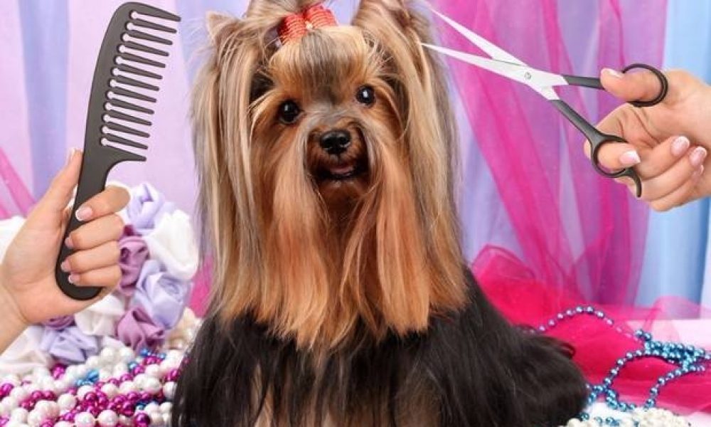 Pet Salon Market