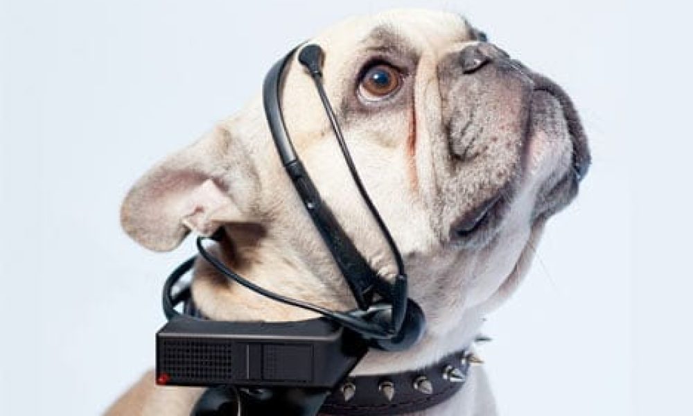 Pet Tech Market