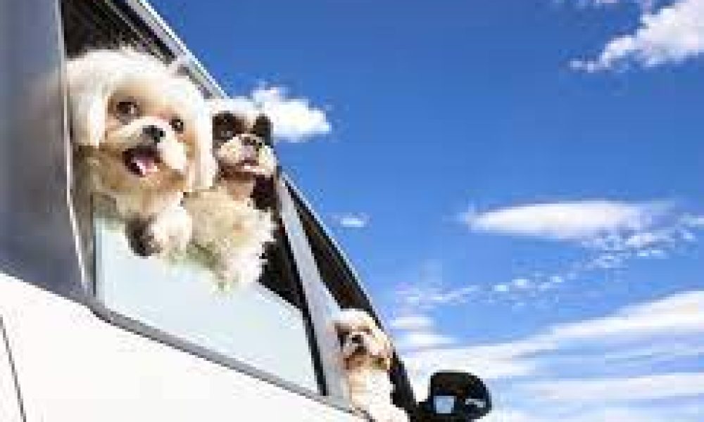 Pet Transport Service Market Must Know the 2023 Heat Map Analysis