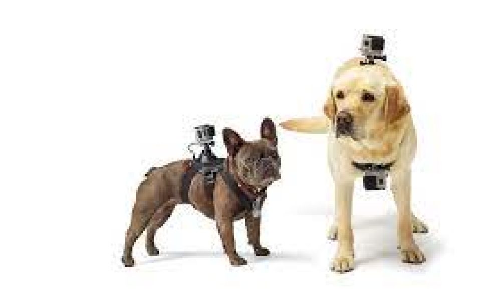 Pet Wearable market