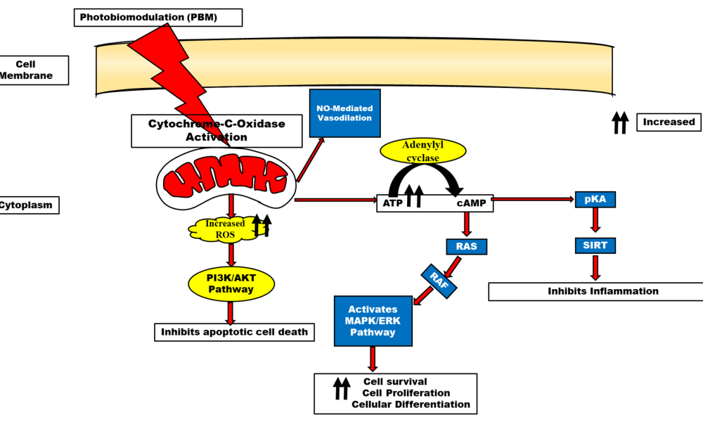Photobiostimulation