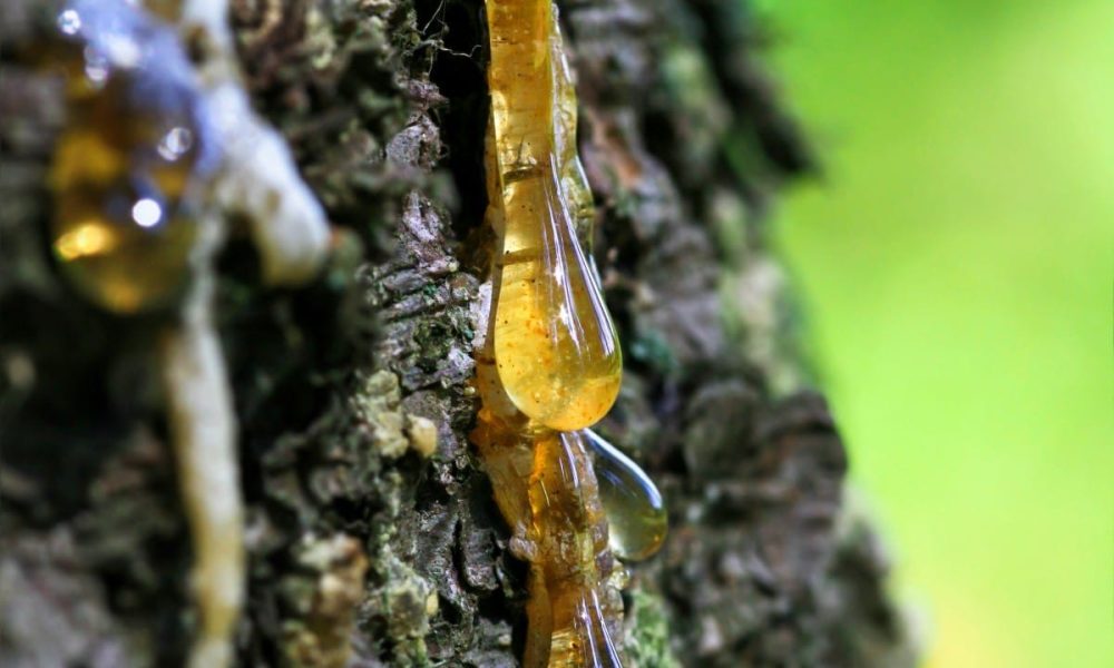 Pine Resin Market