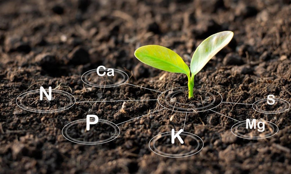 Plant Soil Market