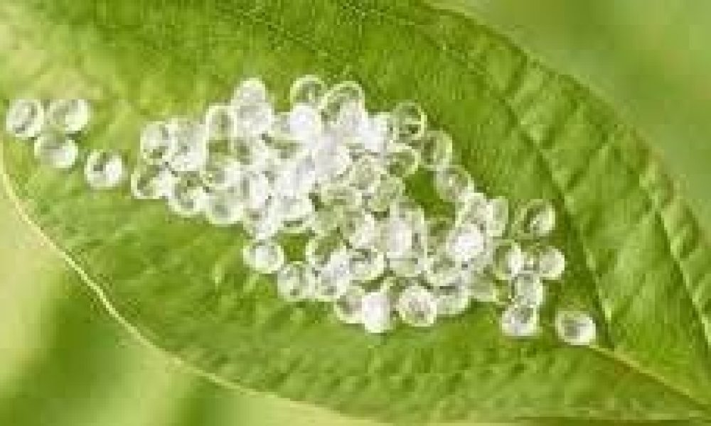 Polylactic Acid Market