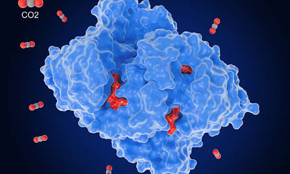 Enoyl-CoA carboxylases/reductases from bacteria bind CO2 to enolate  at a much higher rate as the plant enzyme RuBisCO. The enzyme is a homotetramer. NADPH and enoyl-CoA (red)