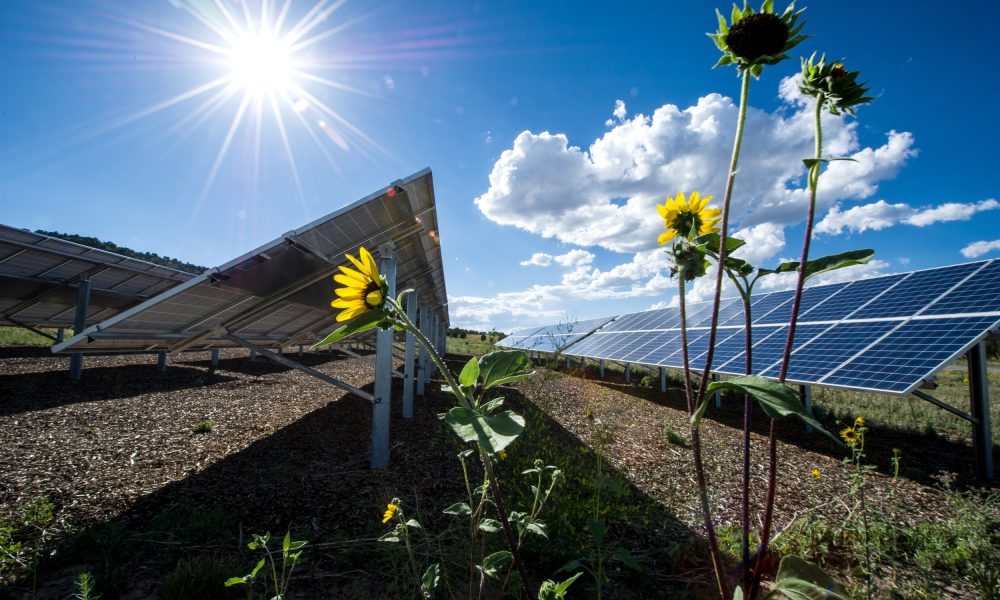 Renewable Electricity Market