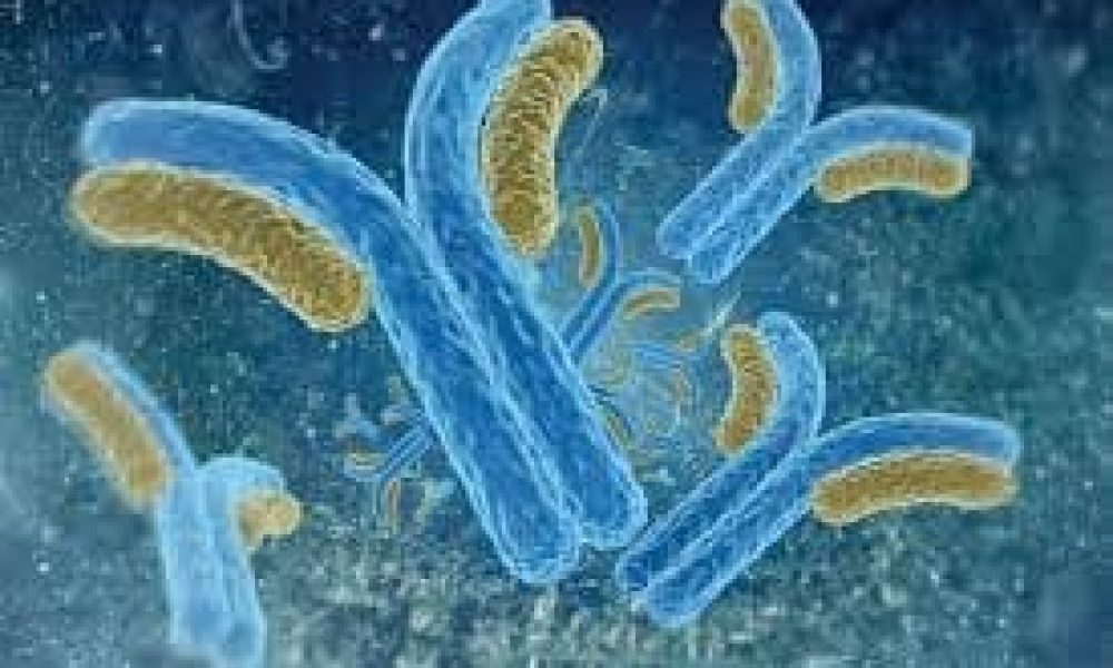 Research Antibodies Market