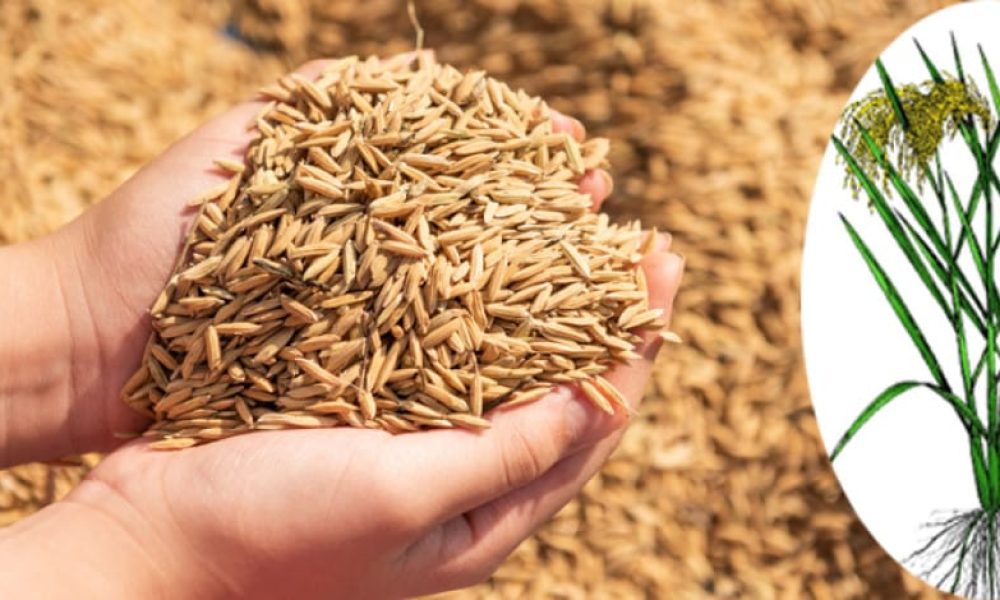 Rice Seeds Market Generate Massive Revenue till 2031: Bayer, SLAgritech ...