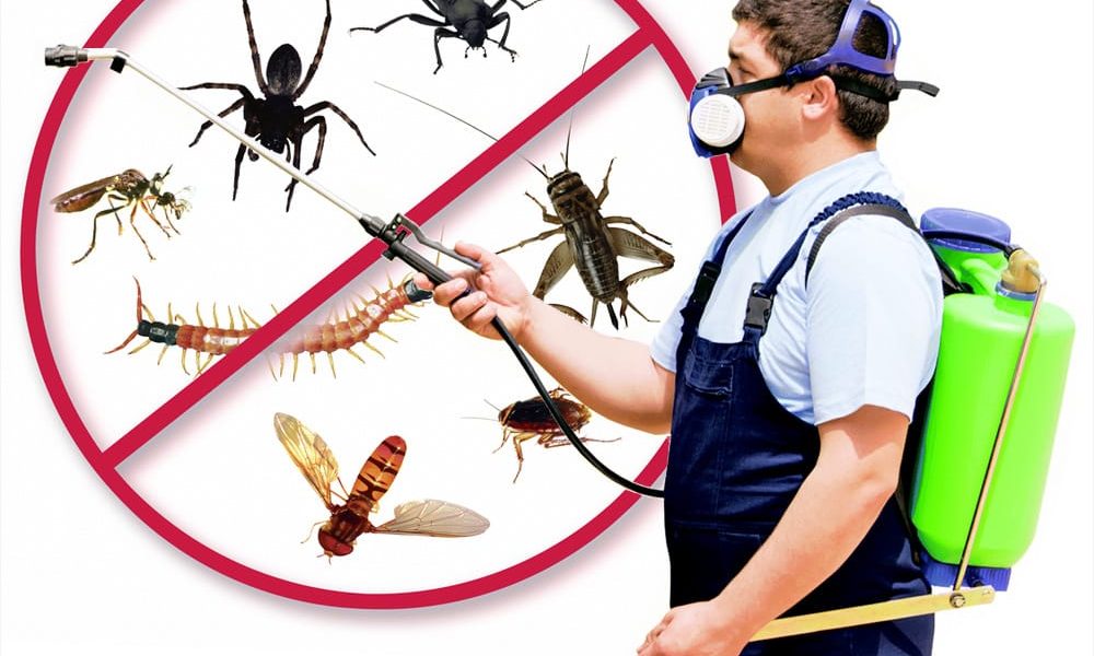 Rodent Control Pesticides