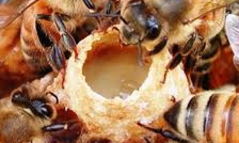 Royal Jelly (aka Honey Bee Milk, Bee Saliva, Royal Bee Jelly) Market