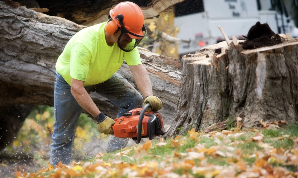 best tree service companies in Brooksville
