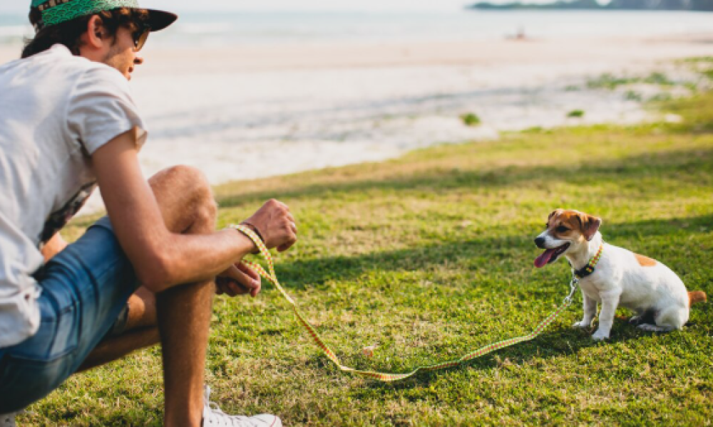 What Creative Activities Can You Try with Your Dog This Summer?