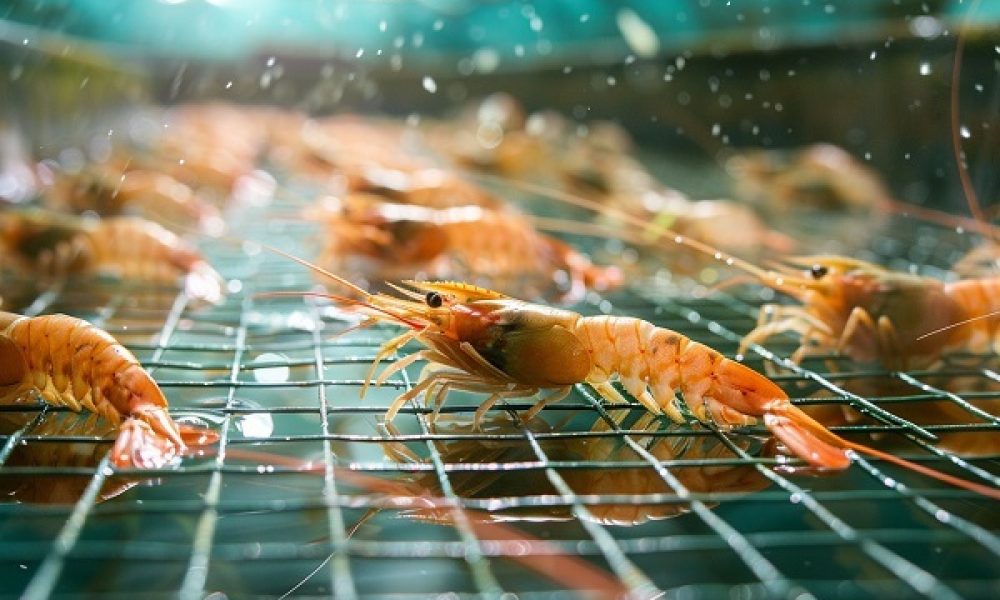 Shrimp Aquaculture Market