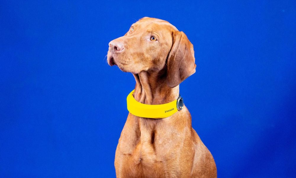 Smart Pet Collar Market