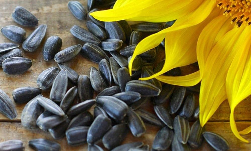 Sunflower Seeds Market