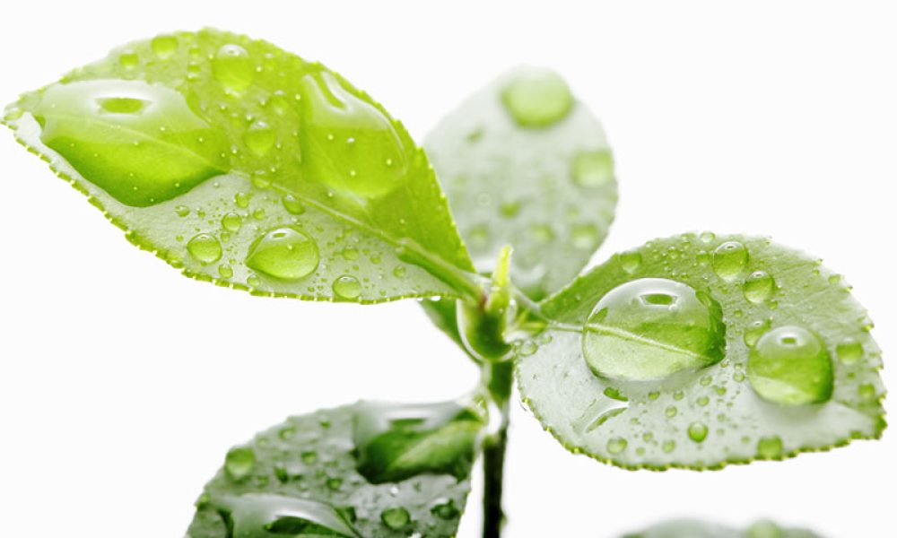 Sustainable Surfactants Market