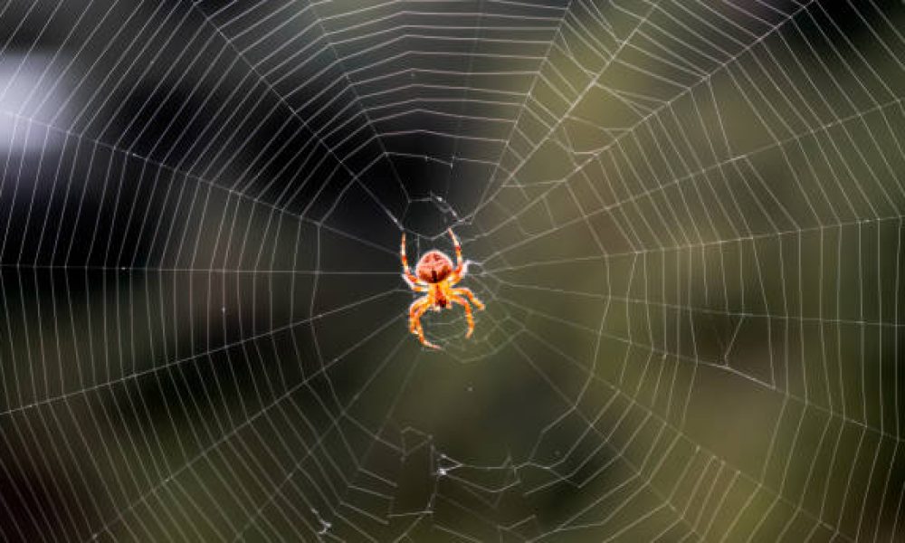 Close-up of a spider in web in sunshine. European garden spider