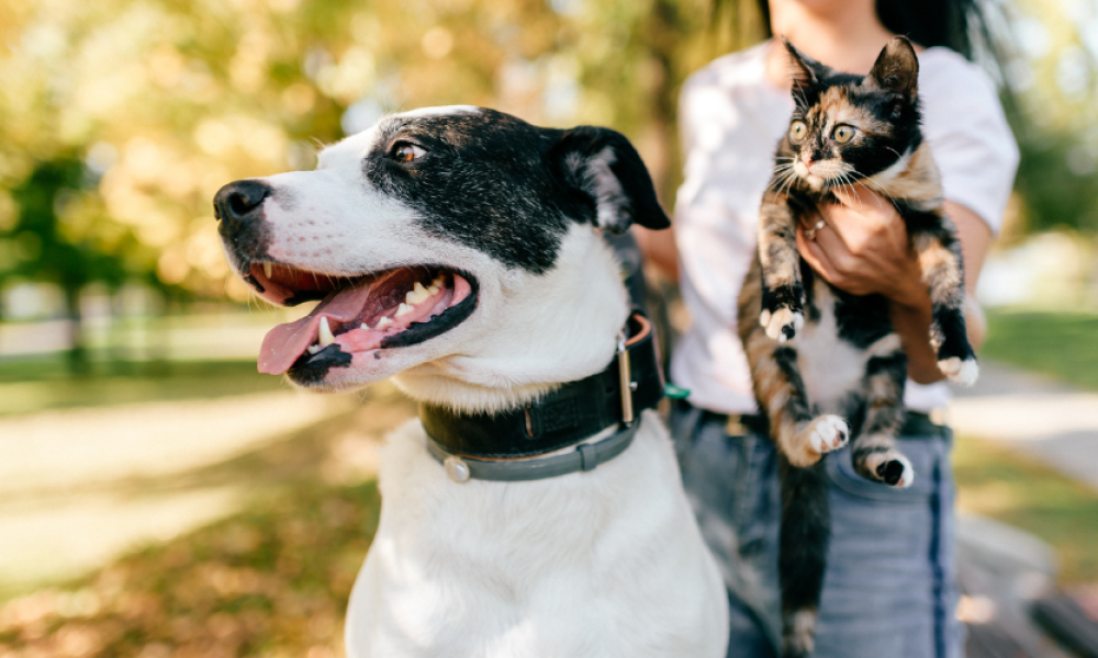 Terms & Conditions Title Terms & Conditions The Las Vegas Pet Sitter Meta Description Review the terms and conditions for using The Las Vegas Pet Sitter website, services, and online store at the