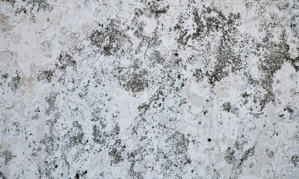 Understanding the Link How Your Home's Moisture Level Drives Mold Growth