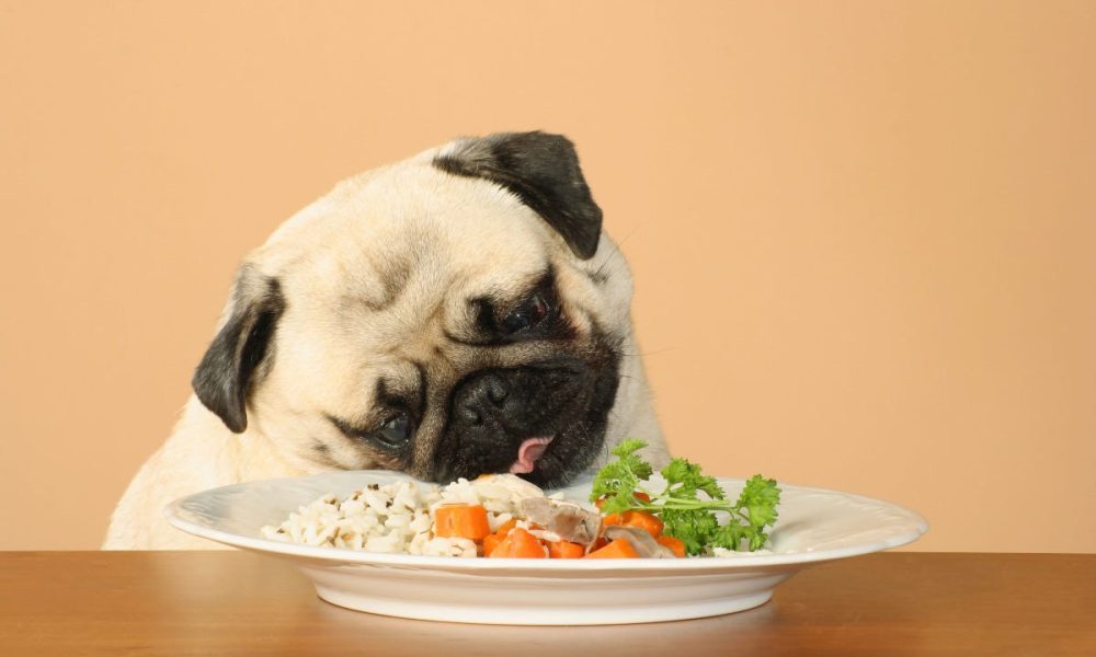 Vegan Dog Food