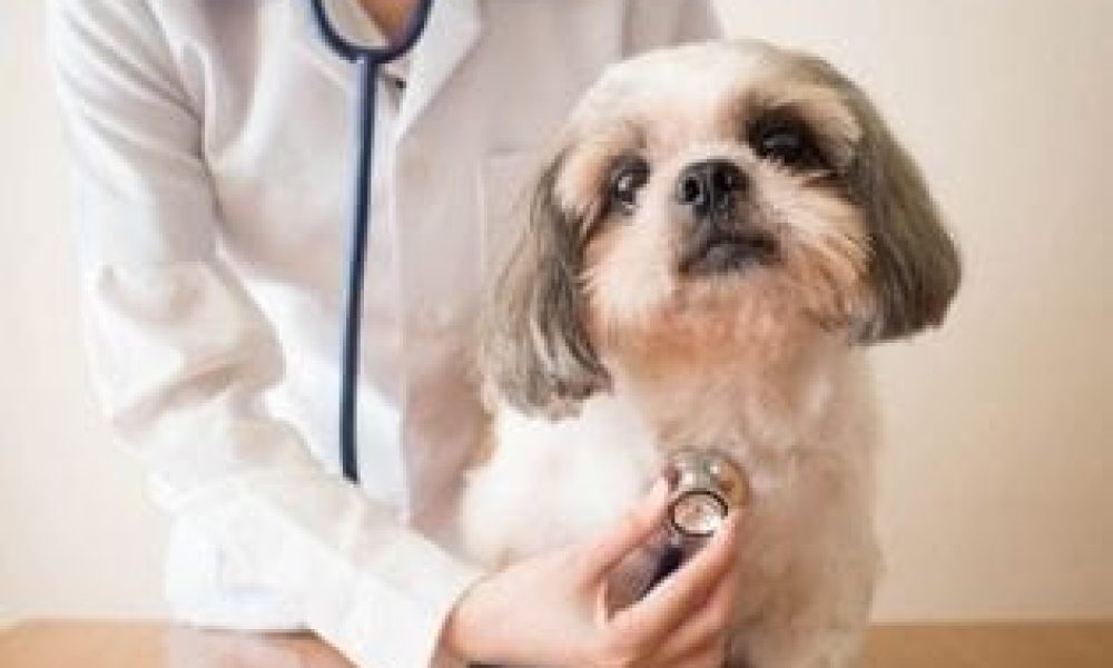 Veterinary Healthcare