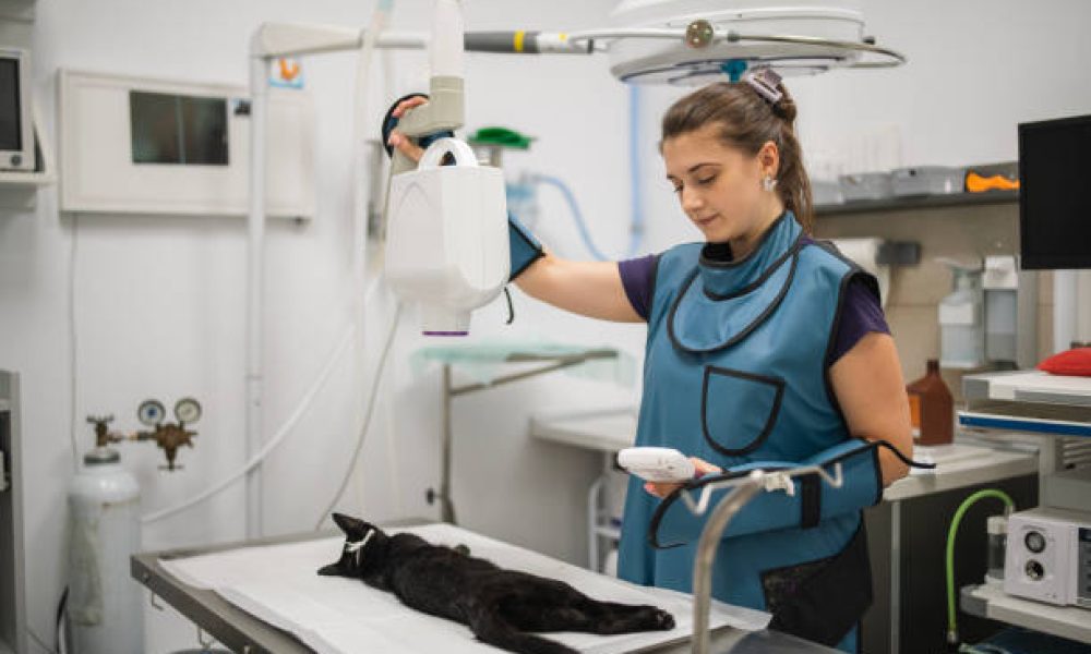 Veterinary Radiography Systems Market Outlook 2025: Key Forecasts in an ...