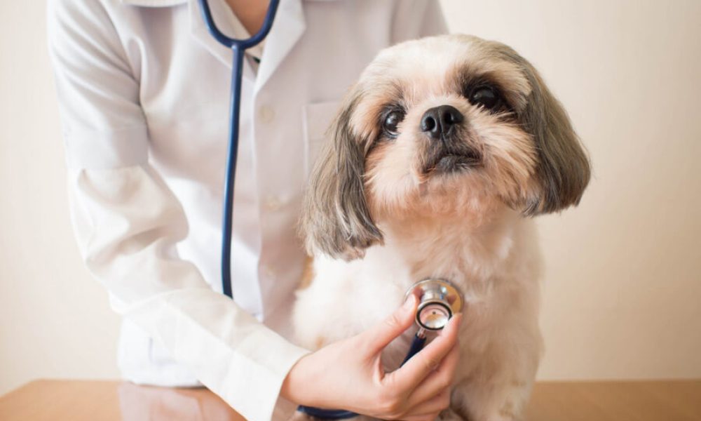 Veterinary Services Market
