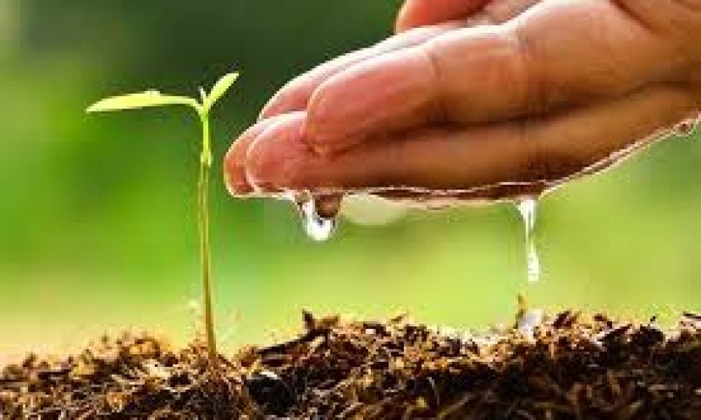Water Soluble Fertilizers Market