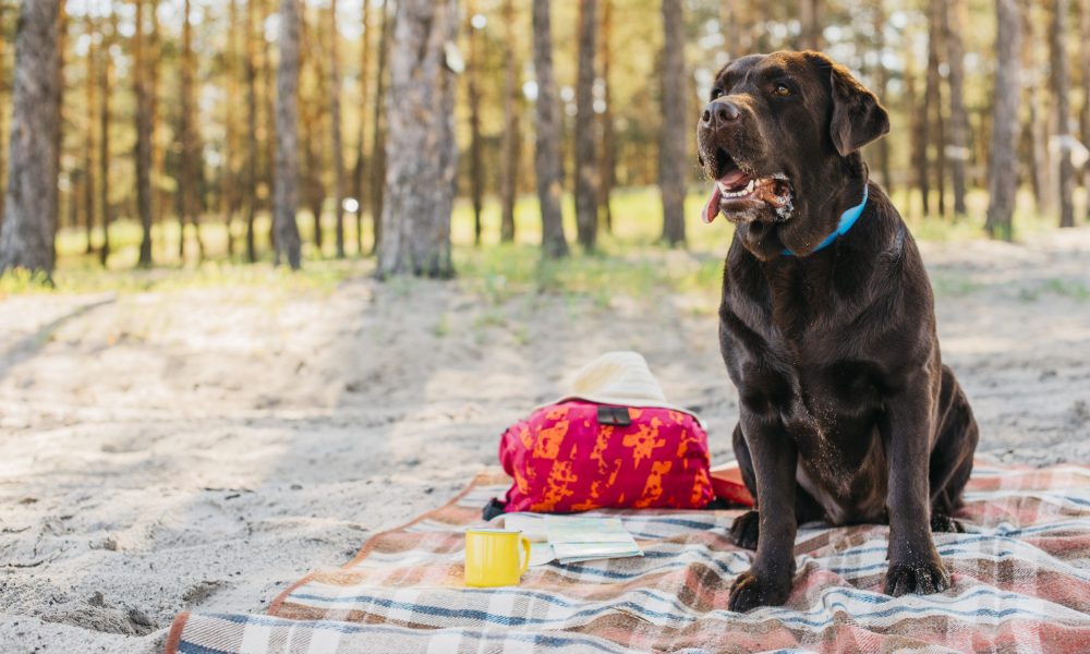What Are the Best Ways to Prepare Your Dog Before Vacation Time