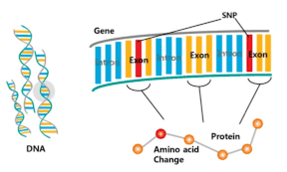 Whole Exome Sequencing