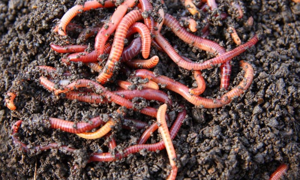 Worm Compost