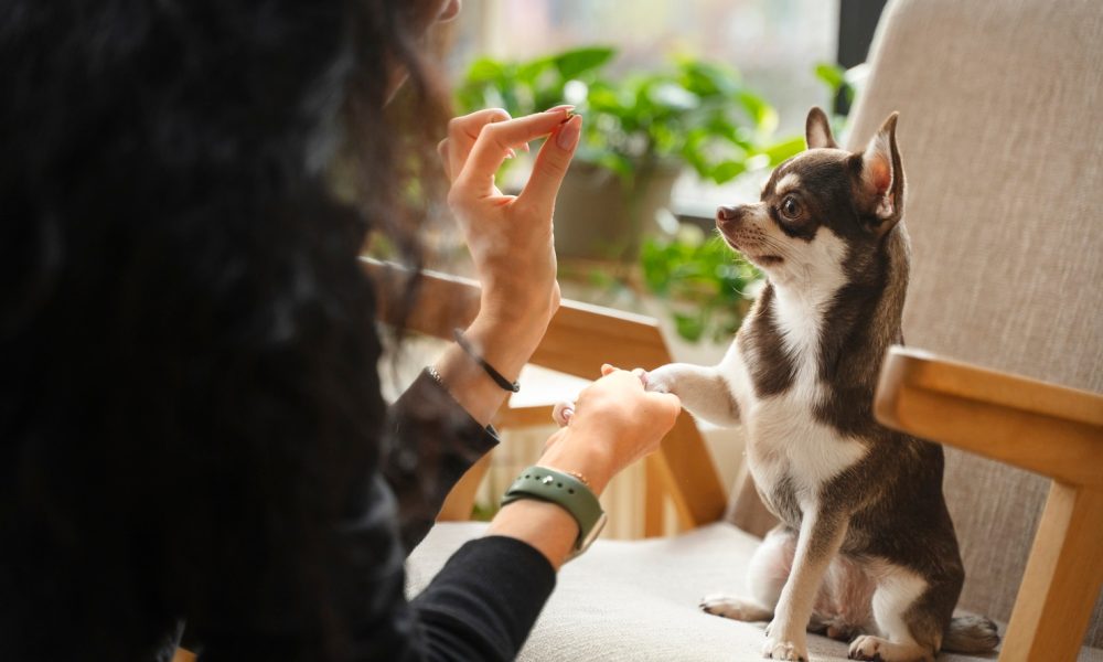 adorable-chihuahua-dog-with-female-owner_23-2149880096[1]