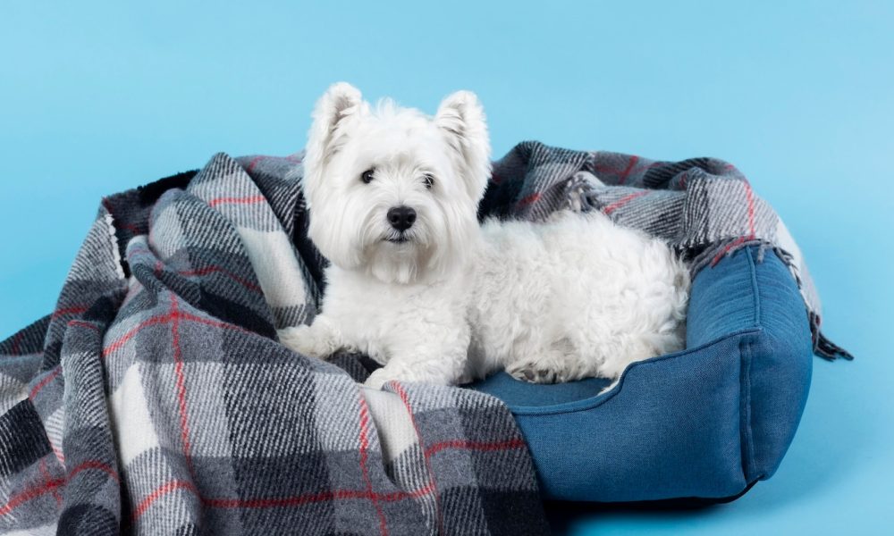 adorable-white-little-puppy-isolated-blue_23-2148985897[1]