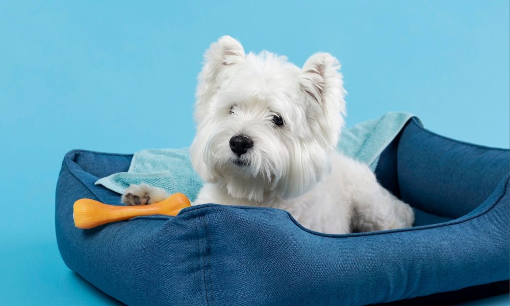 adorable-white-little-puppy_23-2148985895[1]