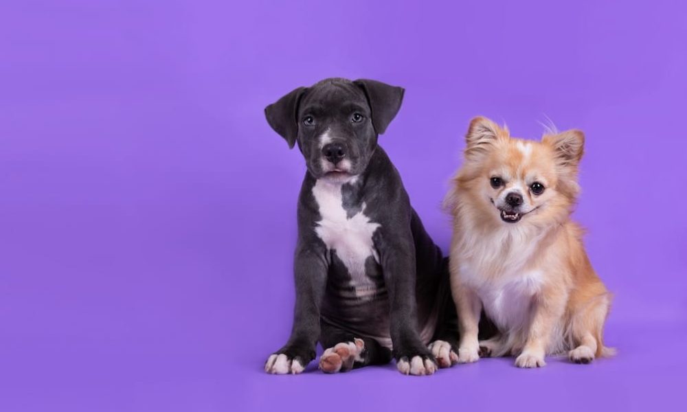 american-staffordshire-terrier-puppy-table_1150-18205[1]