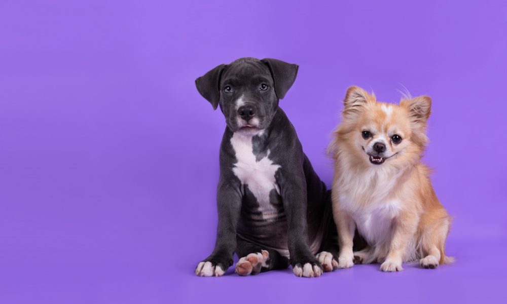 american-staffordshire-terrier-puppy-table_1150-18205[2]