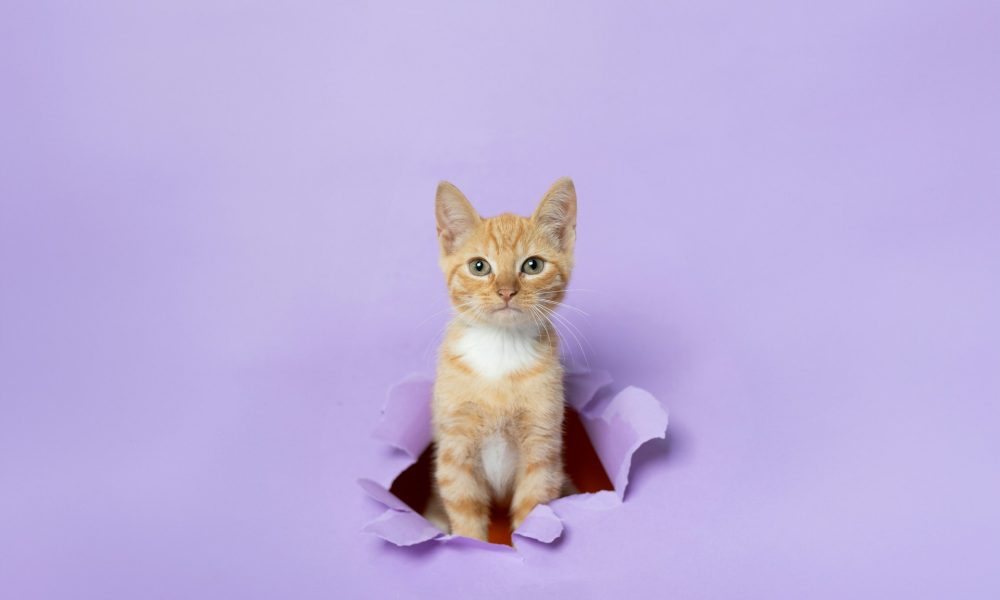 andy-quezada-dX5IbTN9zP0-unsplash